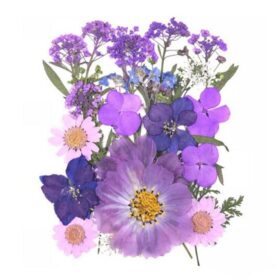 Press Dried Flowers Handicraft | Purple #30 - 5 inches Pack