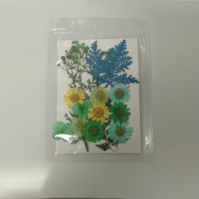 Press Dried Flowers Handicraft Pack | Green | Big size